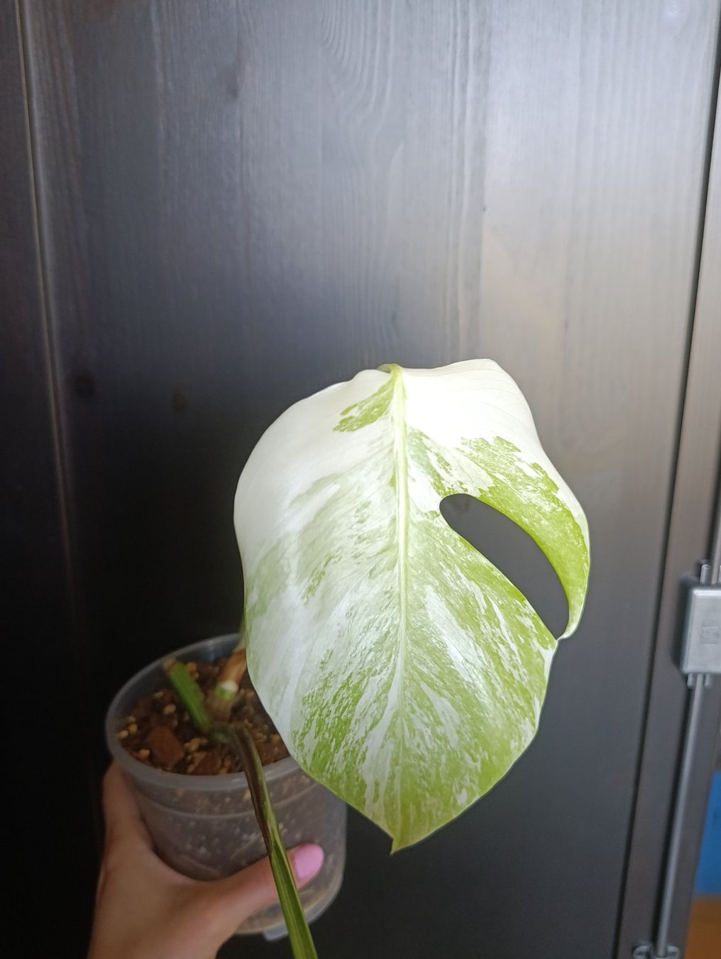 Pflanzen & Samen: Monstera Variegata – Gebraucht aus Baar von L.isa28 2