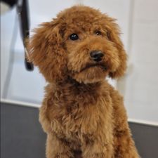 Profile image of feliks3