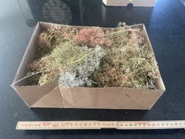 Arbre pour modélisme ou maquette. 