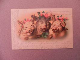 Karte Motiv Humor mit Schwein / Sau 1899 Kleeblatt Rosen