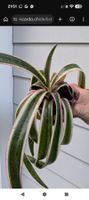 Mangave ev. snow leopard (Agave hybr.)