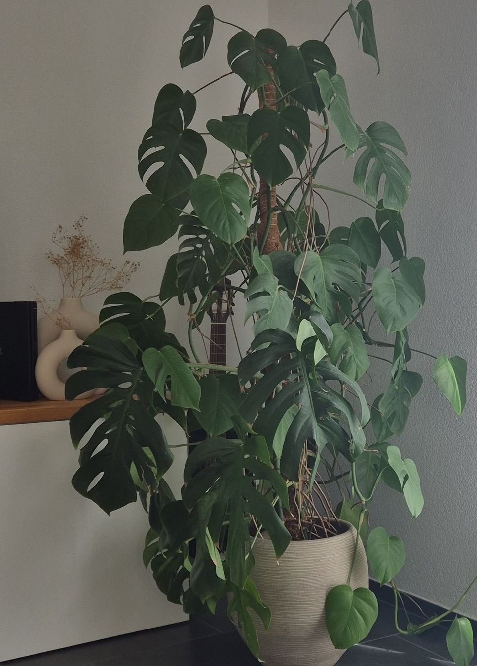 Pflanzen & Samen: Monstera Deliciosa Pflanze – Gebraucht aus Ins von Rhulk