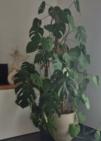 Monstera Deliciosa Pflanze