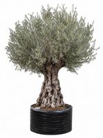 Olivenbaum "Olea Europea 22"
