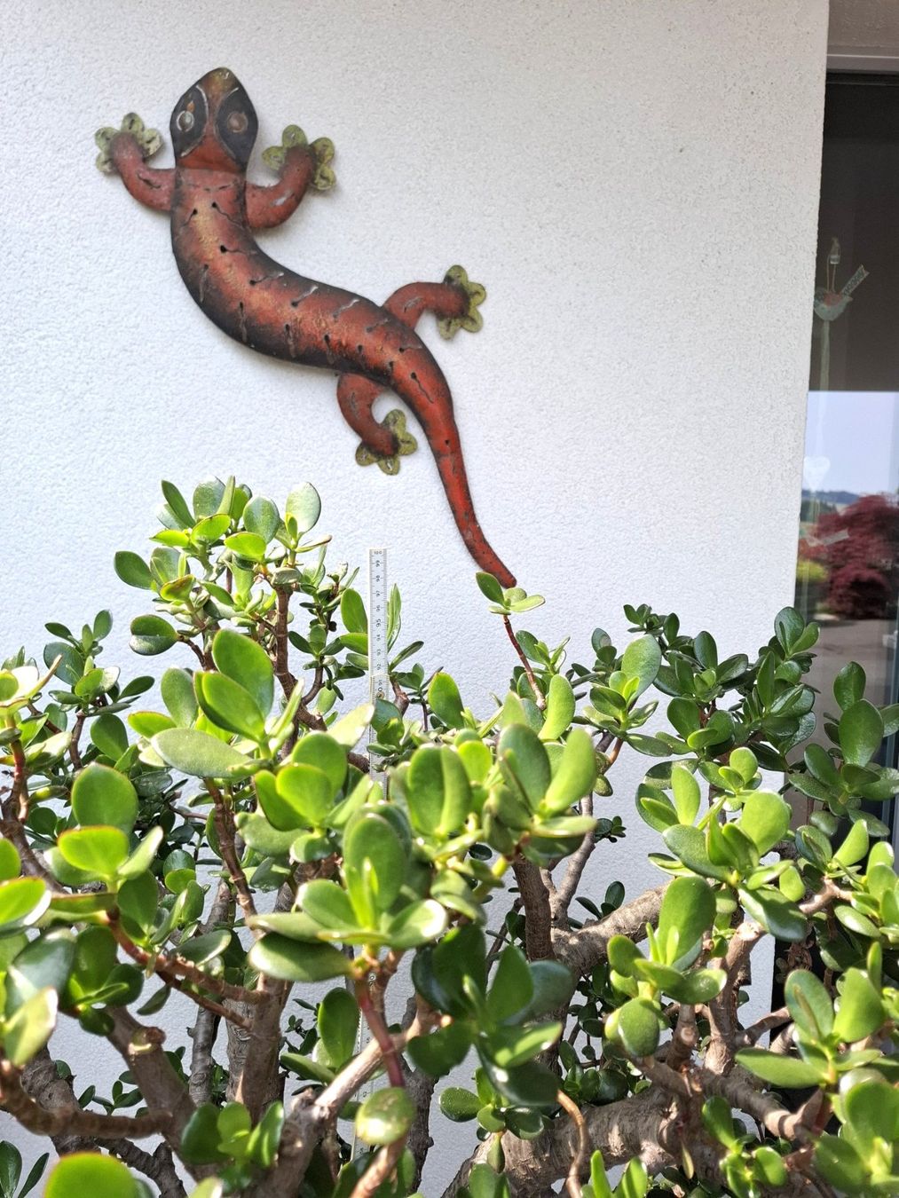 Piante & sementi: Crassula Ovata, Geldbaum in Baumform – Usato da Bennau venduto da Hhampi 3