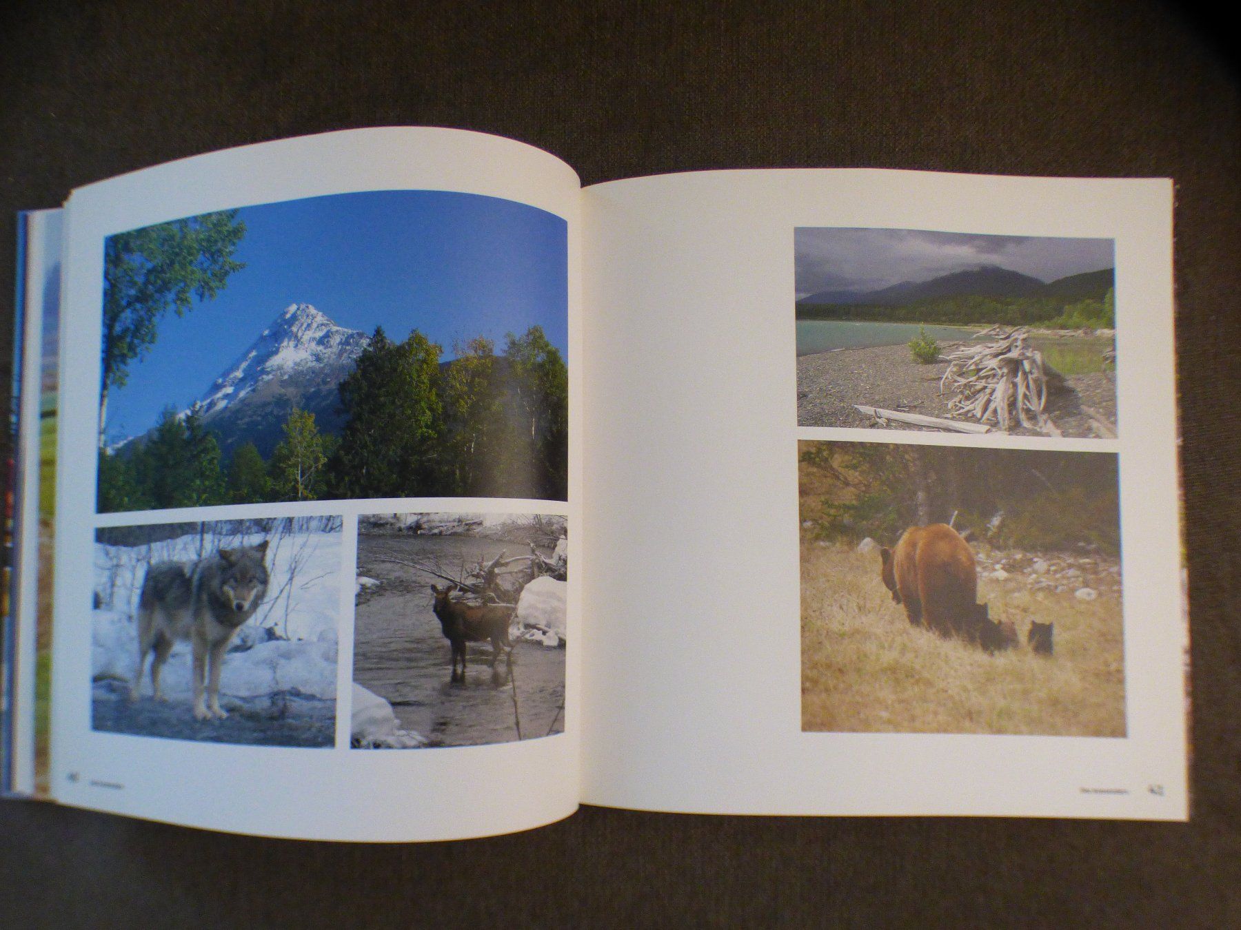 Libri: Ziemlich wild – Usato da Münchenbuchsee venduto da enzian59 5