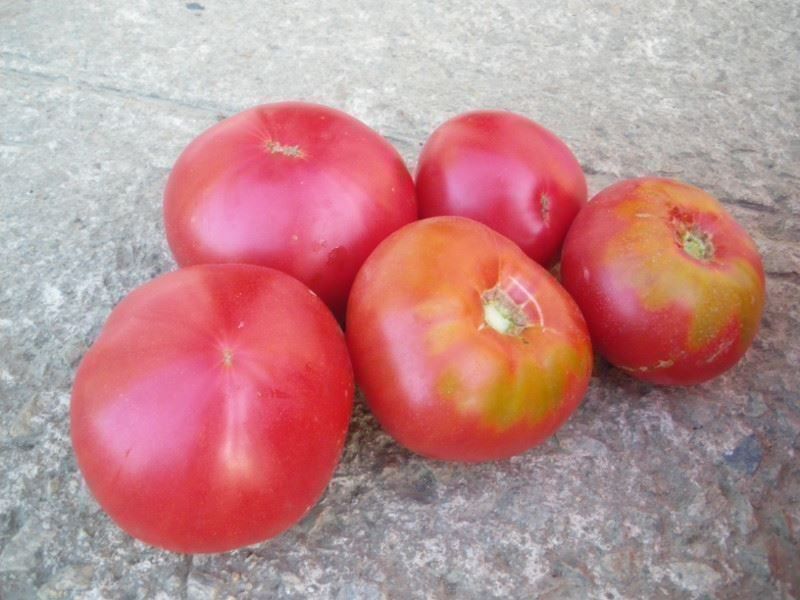 Piante & sementi: Tomate Gregory Altai  RARE  3g – Nuovo (secondo la descrizione) da Bremblens venduto da FIBONACCI369 2