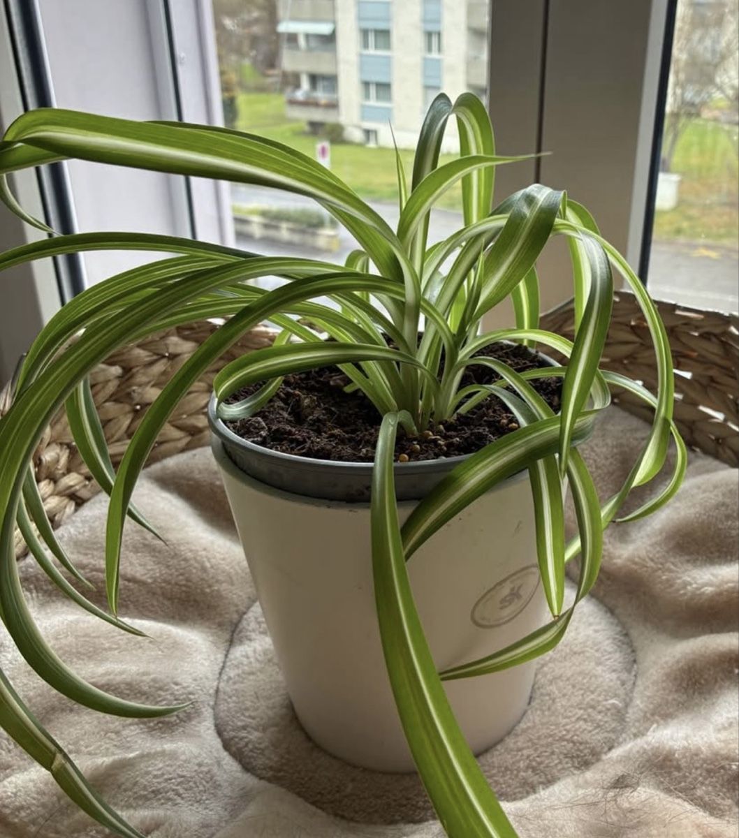 Pflanzen & Samen: Grünlilie  – Neu (gemäss Beschreibung) aus Arbon von car_v2zm