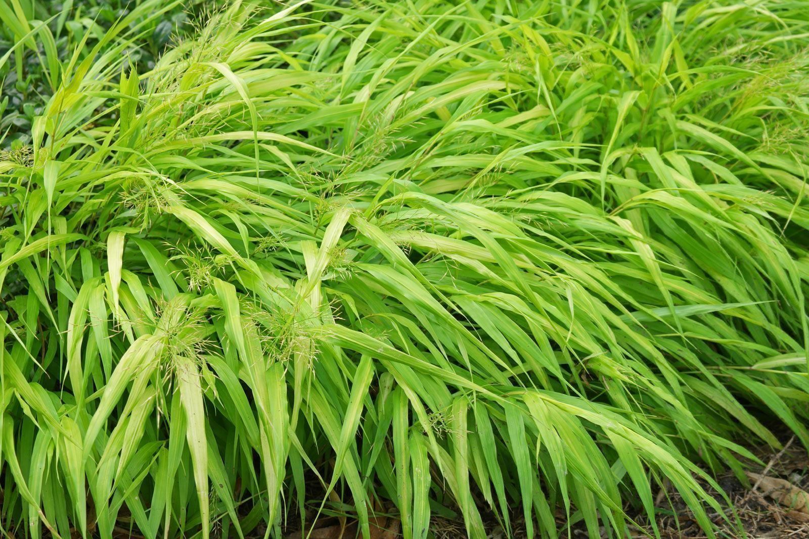 Piante & sementi: Herbe du Japon 2x – Nuovo (secondo la descrizione) da Bremblens venduto da FIBONACCI369 3