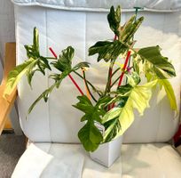 Philodendron Hybrid Variegata : «Florida Beauty x Mayoi "