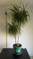 Grosser Drachenbaum Dracaena ca. 1.5 m mit Topf