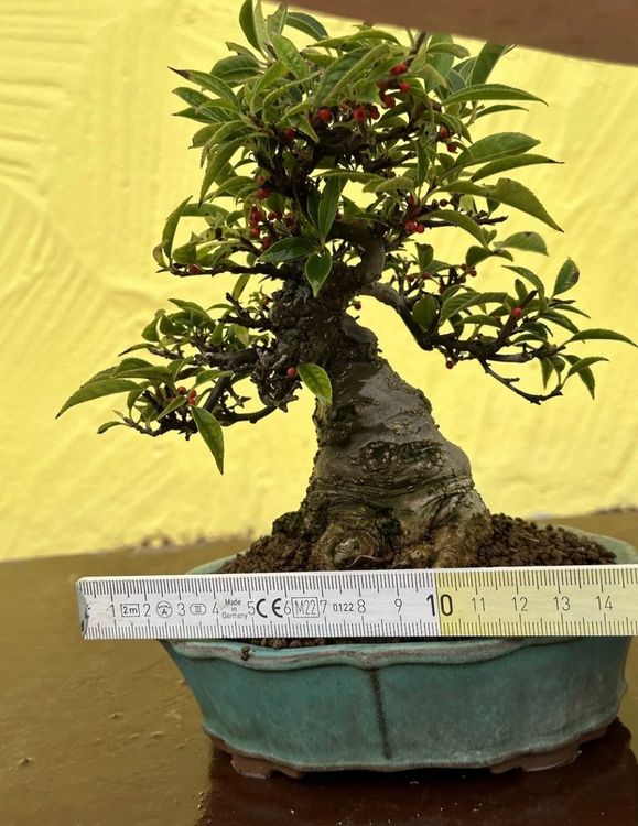 Shohin Bonsai Ilex Serrata Koshobai in Tokoname 29 Jahre alt Kaufen