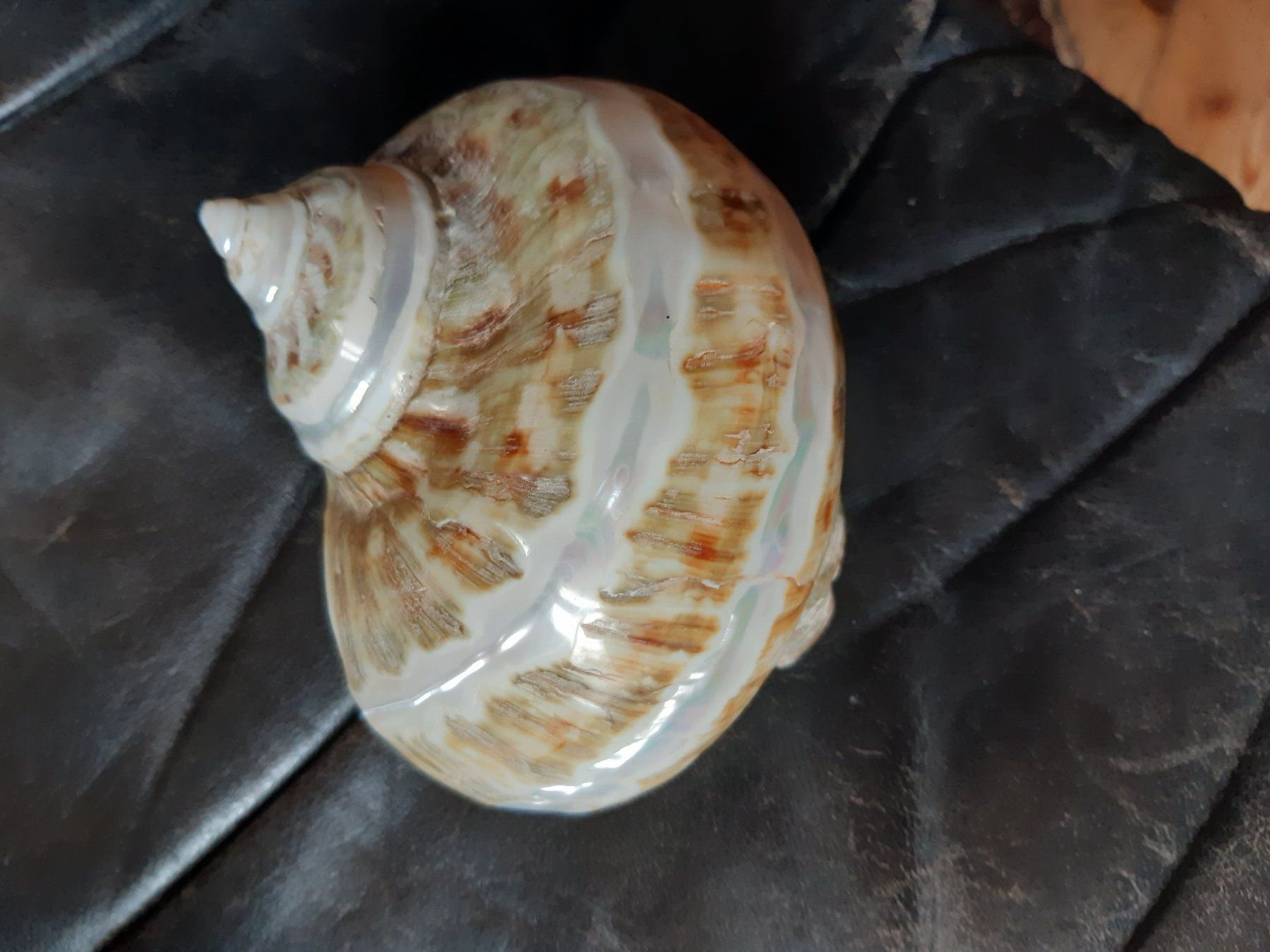 Altre raccolte & rarità: Spezielle Schnecke – Usato da Flawil venduto da Uncristalized 2