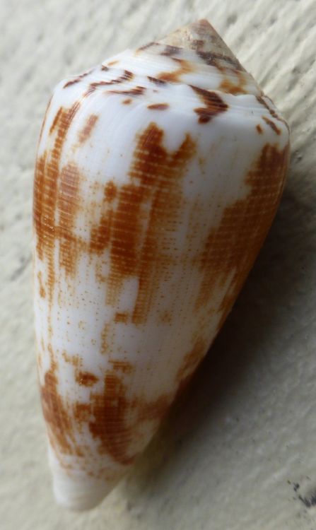 CONUS CONSORS ANCEPS; SCHÖNE DORSUM ZEICHNUNG,SELTEN, Kaufen auf Ricardo