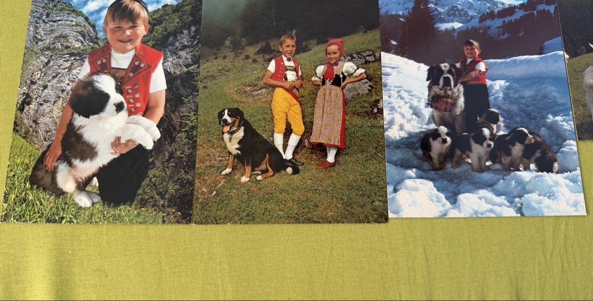 Cartoline postali: Konvolut Schweizer Ansichtskarten Berner Sennenhund Ziegen K – Nuovo (secondo la descrizione) da Libingen venduto da Wisli 1