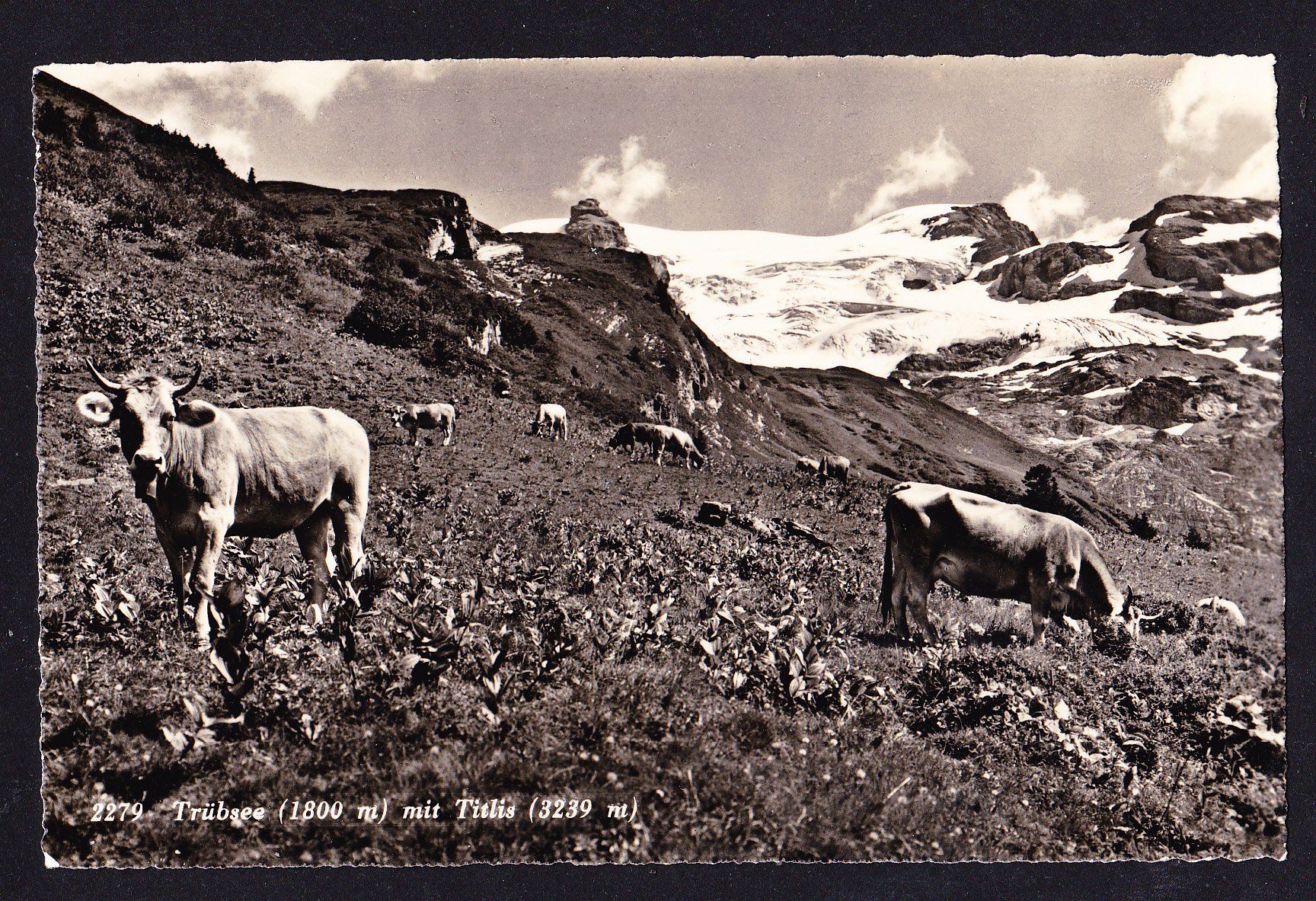 Cartoline postali: Trübsee mit Titlis, ungelaufen – Usato da Obfelden venduto da Funke2