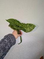 Syngonium mottled mojito Ableger🌿