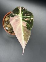 Alocasia Black Velvet Pink Variegata (5-4)