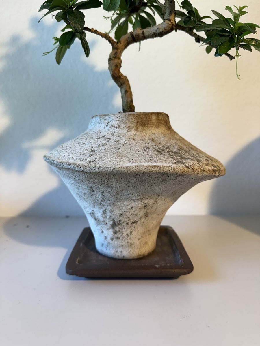 Pflanzen & Samen: Fukientee Bonsai im Topf mit Untersetzer – Gebraucht aus Rümlang von Gruseh.ch 3