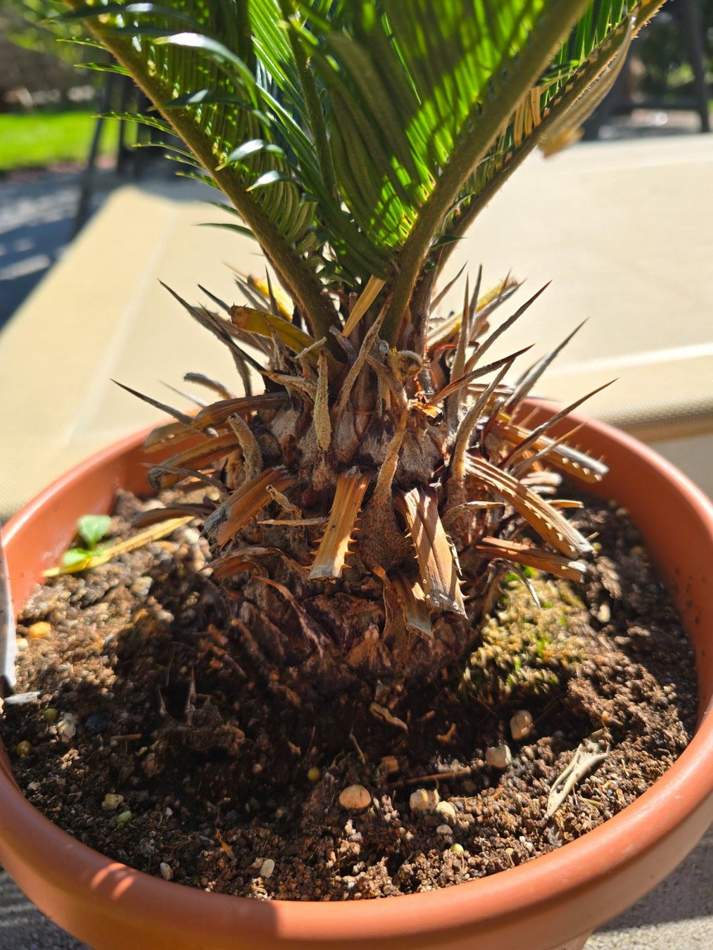 Pflanzen & Samen: Cycas revoluta – Gebraucht aus Aarburg von popkorn65 4
