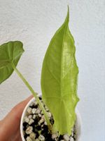 Alocasia heterophylla ‘Dragon’s Breath’ – young plant 🌱