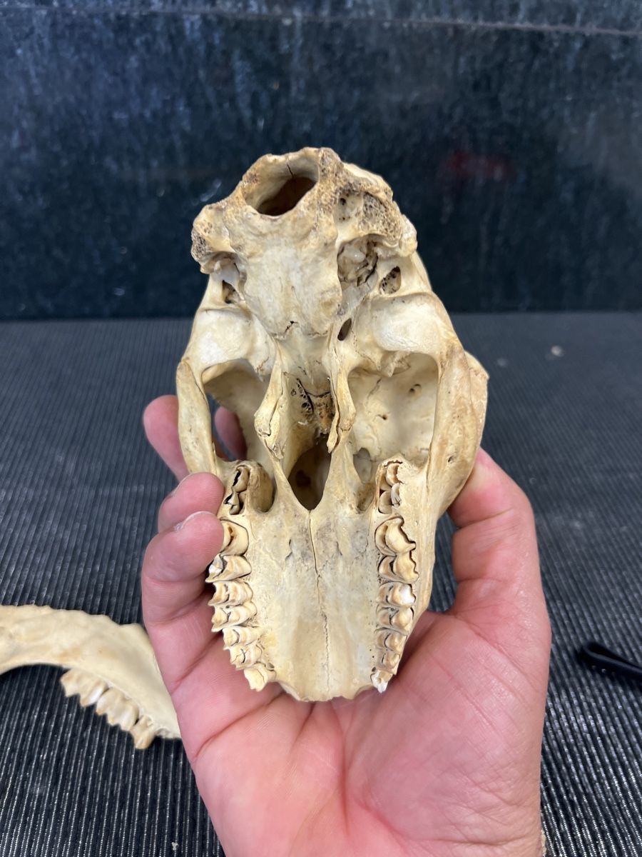 Welt der Tiere: CRÂNE 💀  ANCIEN – Gebraucht aus Genève von Leboucheoreilles 8