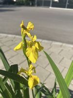 Schwertlilien und Maiglöckchen im Tontopf 