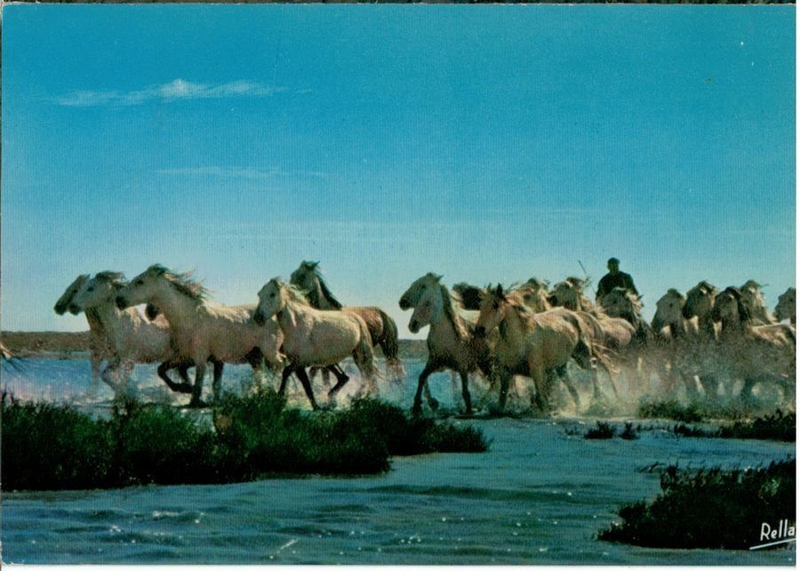 Cartoline postali: Les chevaux camarguais, circulée 1983 – Usato da Frauenfeld venduto da POML