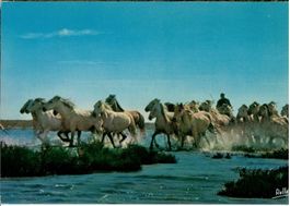 Les chevaux camarguais, circulée 1983
