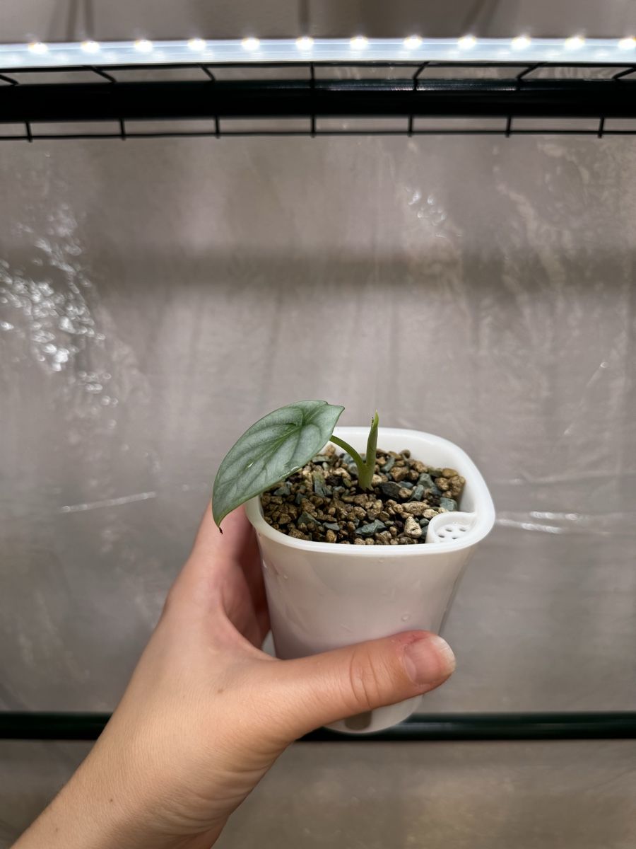 Piante & sementi: 🌱 Alocasia silver dragon – Usato da Niederbuchsiten venduto da GreenGems 2