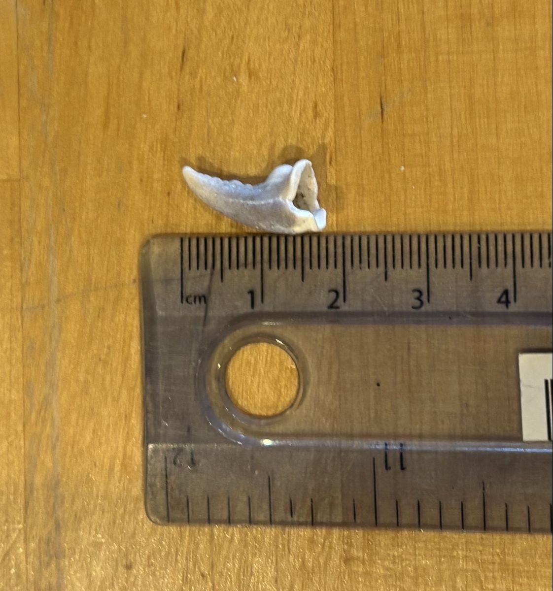 Fossiles: 3 Stk, Haizahn Naturfund – D'occasion à Hinwil par TomTom036 3