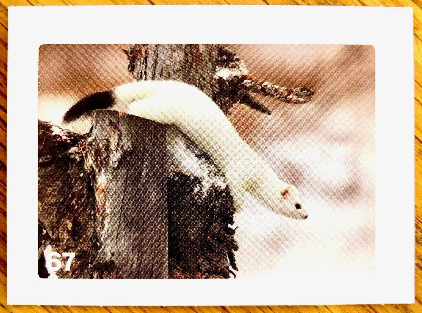 Migros Carte collezionabili: Migros Nature Detectives - Bild Nr. 67 – Nuovo (secondo la descrizione) da Oberrieden venduto da Zimmerberg10