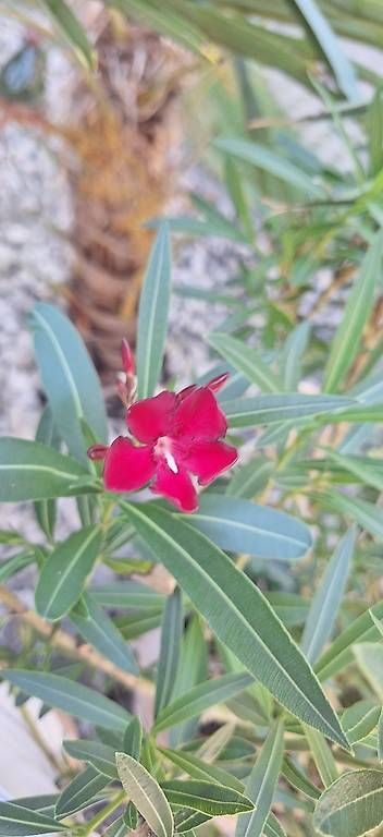 Piante & sementi: Oleander – Usato da Madiswil venduto da Oleander2 2