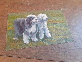ENGLISCHE SCHAEFER HUNDE - ENGLISH SHEEPDOGS