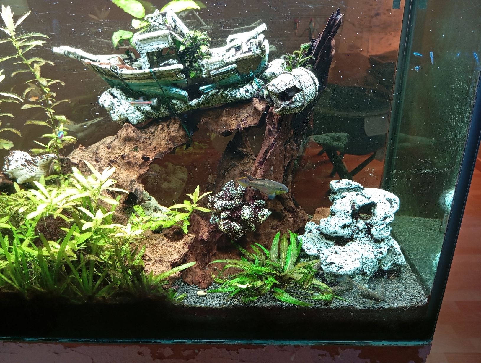 Acquari: Juwel Aquarium Rio180 – Usato da Stallikon venduto da Sweetie_1 3