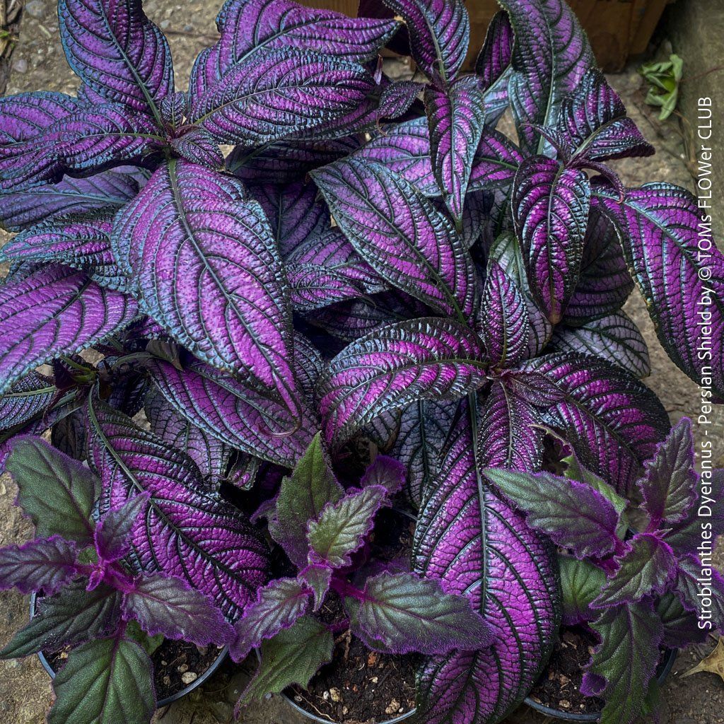 Piante & sementi: Strobilanthes Dyeranus - einfach nur Blattkunstwerk – Nuovo e nell'imballaggio originale da Adliswil venduto da asTOMas963 3