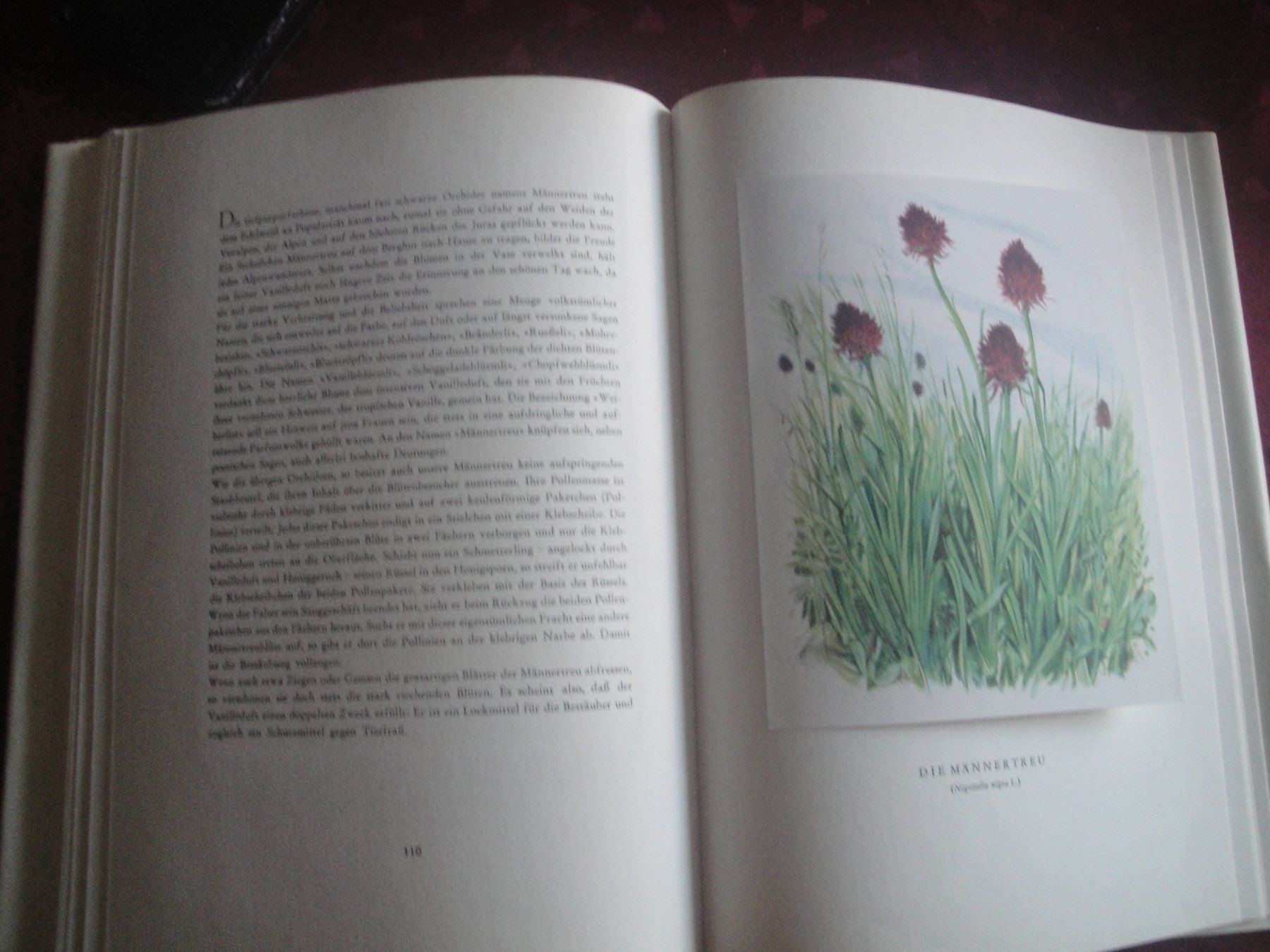 Libri: Bergblumen der Heimat – Nuovo (secondo la descrizione) da Zollikerberg venduto da Kui 3