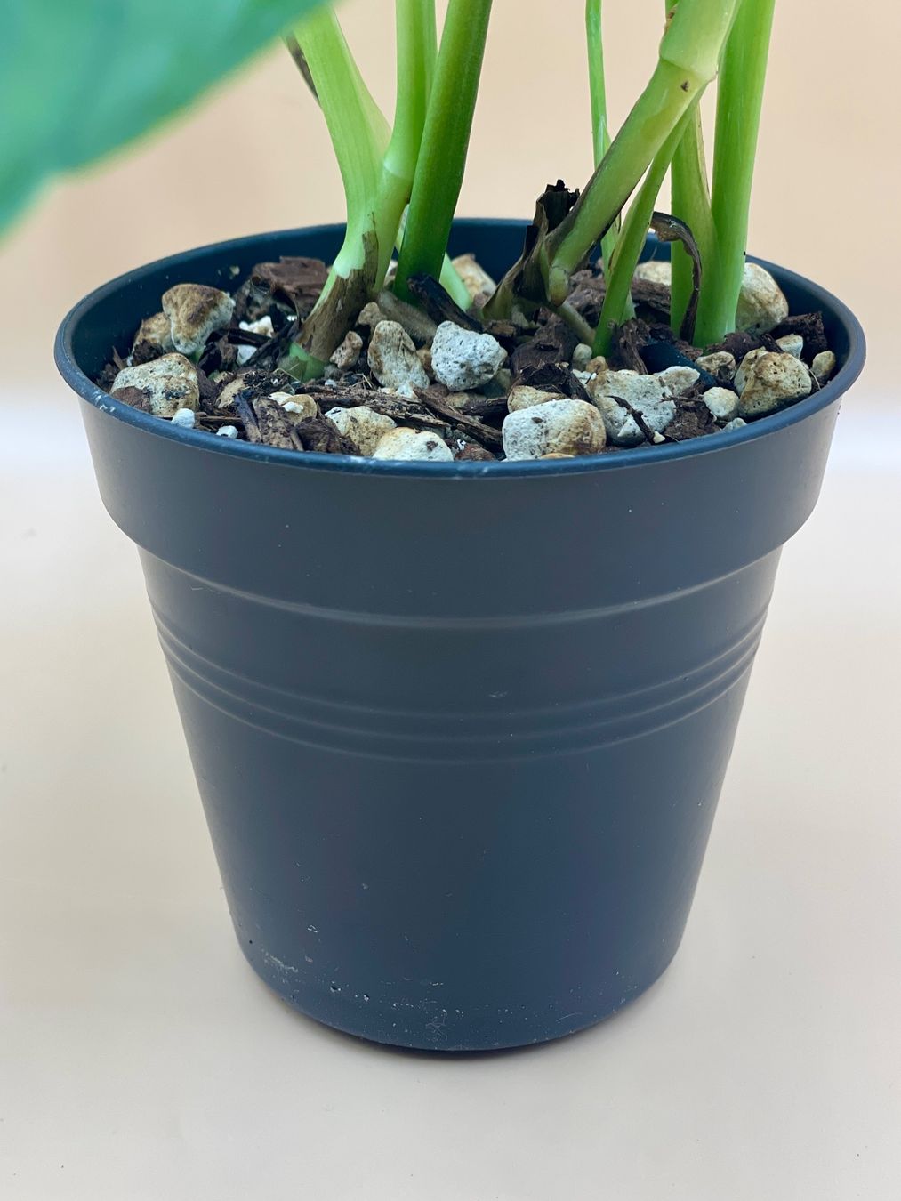 Pflanzen & Samen: Monstera Monkey Leaf – Neu (gemäss Beschreibung) aus Zürich von Leafscape 2