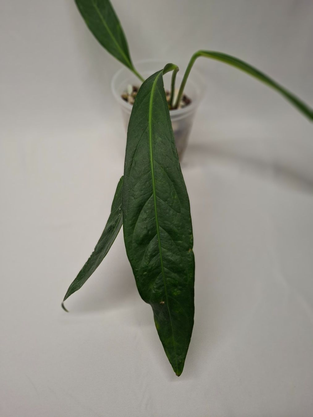 Piante & sementi: Anthurium Big Bill – Usato da Fahrweid venduto da Zingwei88 1