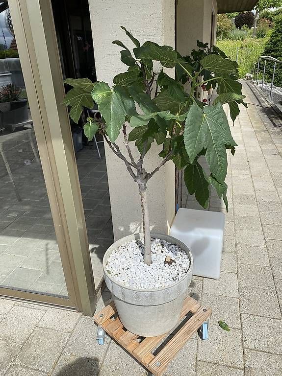 Piante & sementi: Feigenbaum auf Stamm mit Topf – Usato da Gempenach venduto da Mittelpudel 1