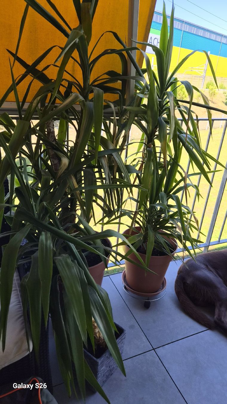 Plantes & graines: Pflanzen  – D'occasion à Oberglatt ZH par nat_c6k7 2