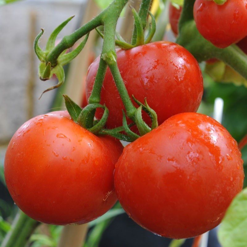 Piante & sementi: 30 Samen Ailsa Craig Tomate – Nuovo (secondo la descrizione) da Ehrendingen venduto da VerveinaSamen