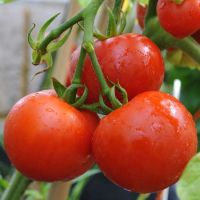 30 Samen Ailsa Craig Tomate
