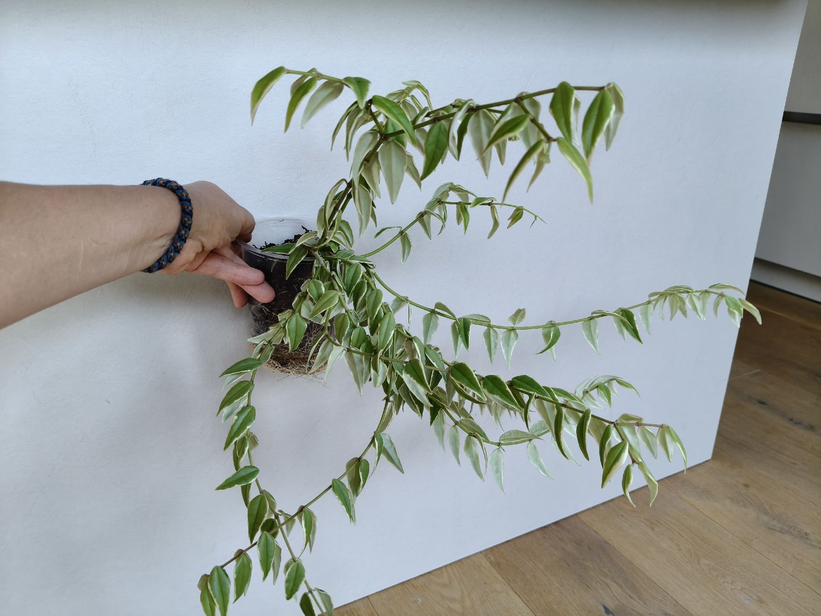 Plantes & graines: Hoya Bella Variegata – D'occasion à Chamoson par Yuriyaa