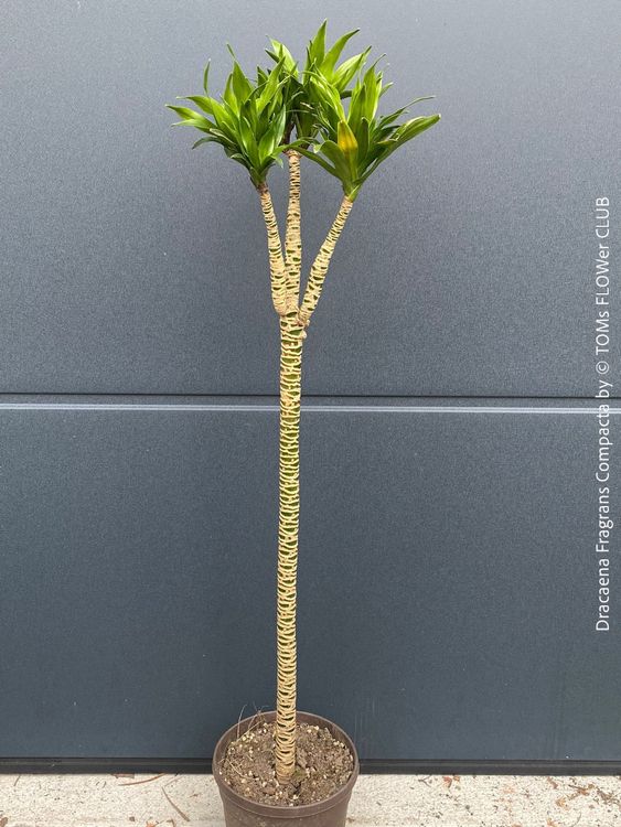 scindapsus variegata Scindapsus Rubicon Variegated – Lost in the Forrest main image 1