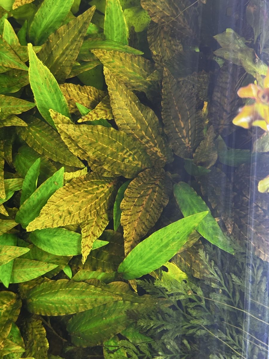 Piante & sementi: Cryptocoryne aquariumpflanze – Usato da Dübendorf venduto da FlyfishShop