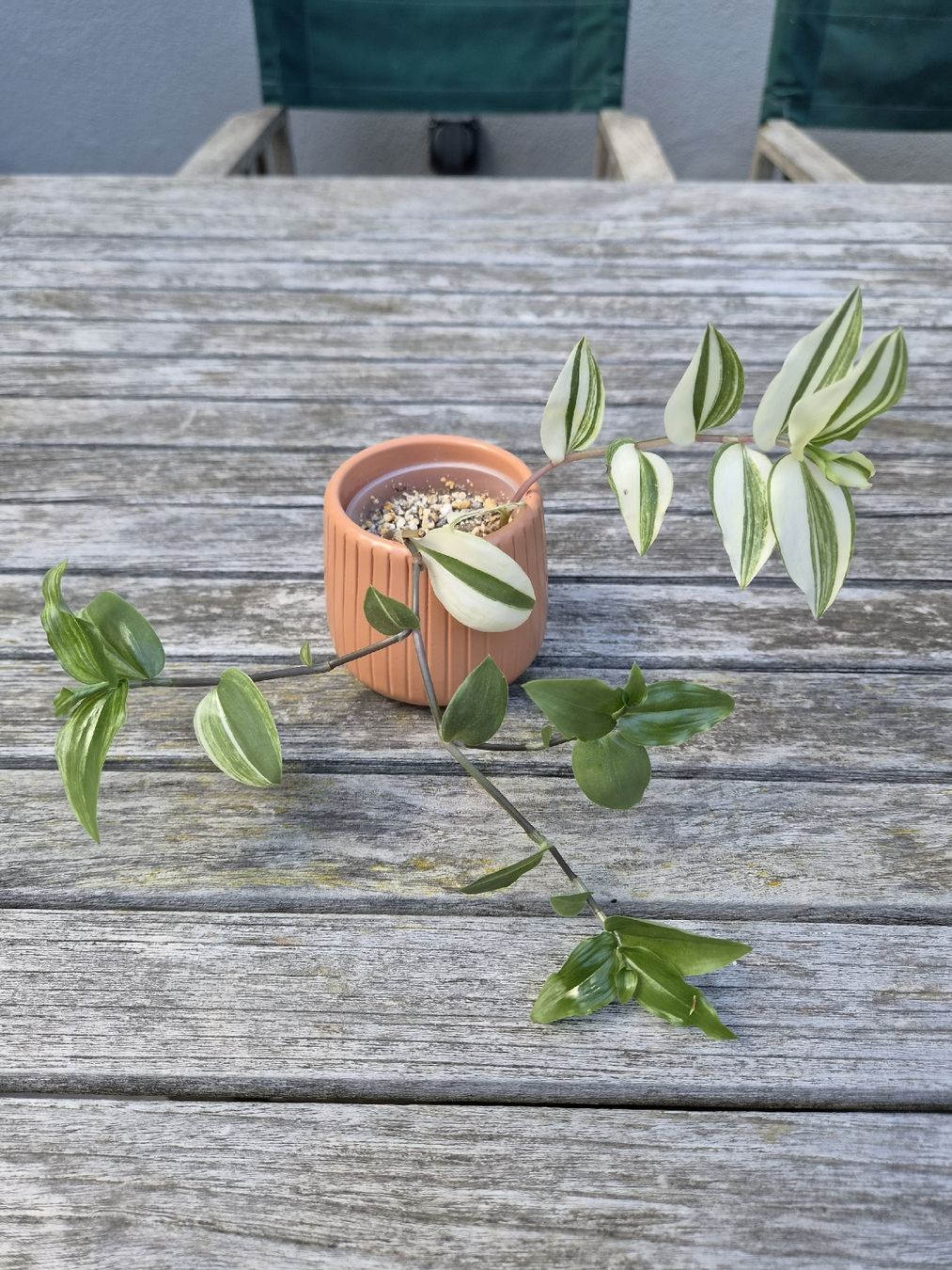Pflanzen & Samen: Tradescantia Duo – Gebraucht aus Zürich von ebirch_ 4