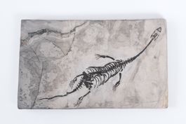 XL - Schwimmsaurier - Keichousaurus hui - Nothosaurus -China