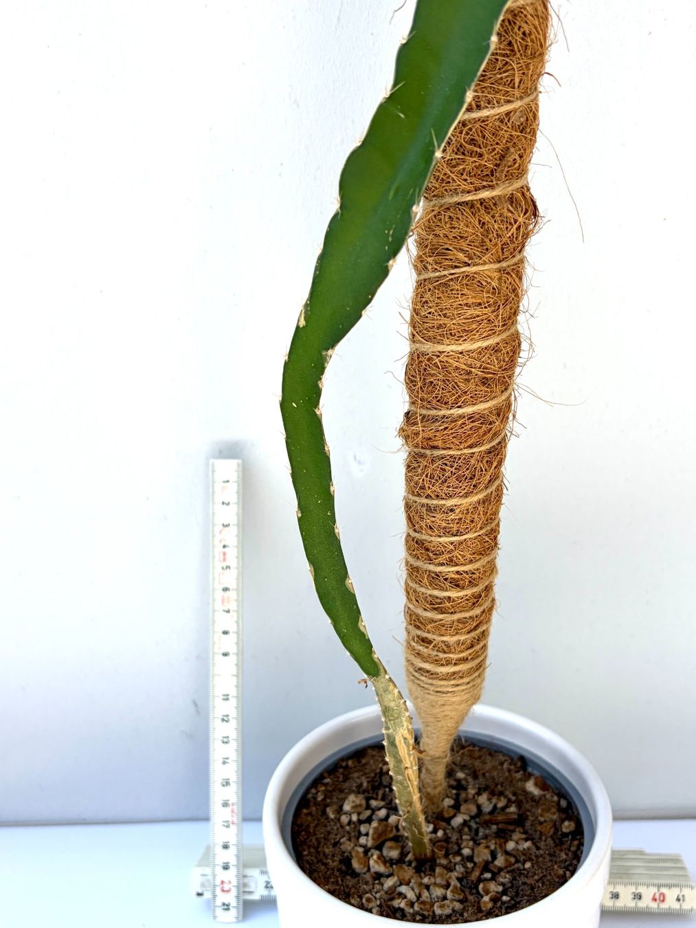 Piante & sementi: Drachenfrucht-Pflanzen, (rotfleischige Drachenfrucht) – Usato da Boll venduto da NRie 3