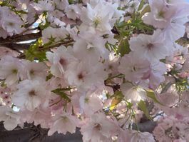 JAPANISCHE SÄULEN-ZIERKIRSCHE / PRUNUS SERRULATA